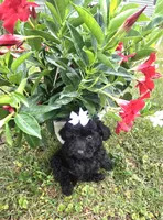 Sidney  Akc , a female Poodle - Toy  for sale in Rockford, IL – 5 of 10