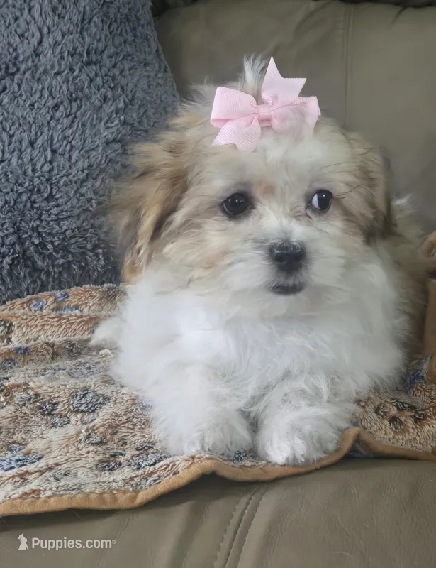 Lily – Mal Shi puppy for sale in Rockford, IL