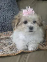 Lily, a female Mal Shi for sale in Rockford, IL – 1 of 9