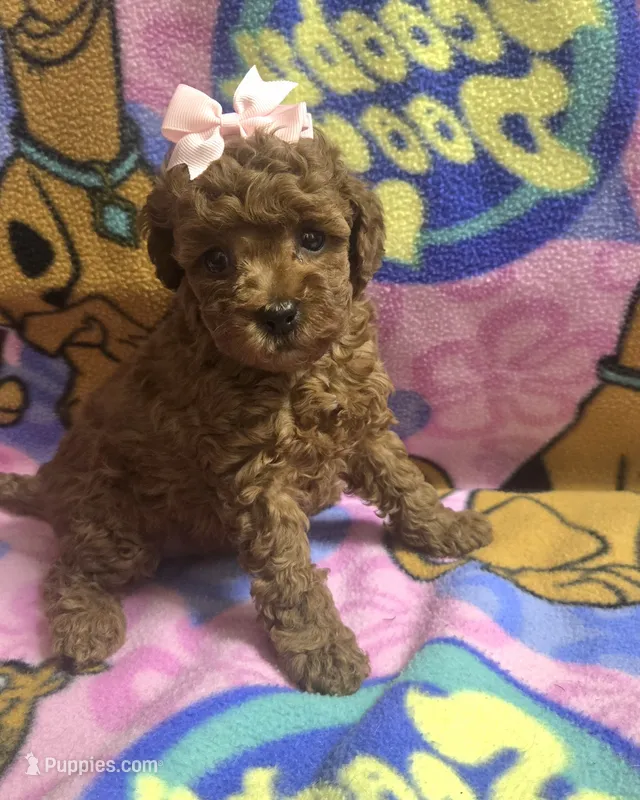 Chloe  – Miniature Goldendoodle puppy for sale in Rockford, IL