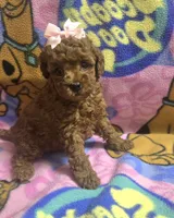Chloe , a female Miniature Goldendoodle for sale in Rockford, IL – 1 of 8
