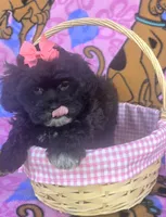 Rosie , a female Shihpoo for sale in Rockford, IL – 3 of 10