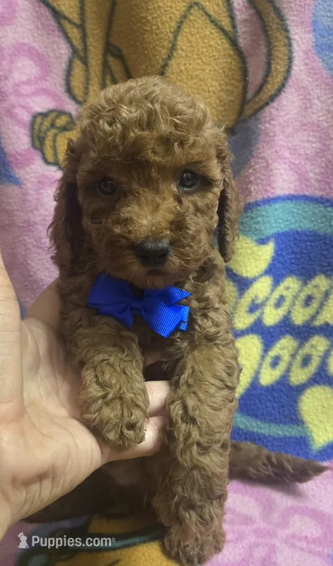 Wrigley micro mini  – Miniature Goldendoodle puppy for sale in Rockford, IL