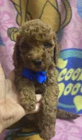 Wrigley micro mini , a male Miniature Goldendoodle for sale in Rockford, IL – 1 of 9
