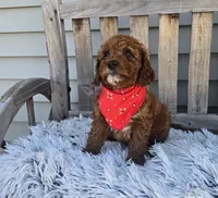 Max mini f1b, a male Miniature Goldendoodle for sale in Rockford, IL – Photo 2 of 8