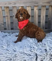 Max mini f1b, a male Miniature Goldendoodle for sale in Rockford, IL – Photo 4 of 8