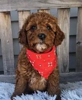 Max mini f1b, a male Miniature Goldendoodle for sale in Rockford, IL – Photo 1 of 8