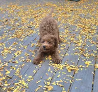 Autumn mini f1b, a female Miniature Goldendoodle for sale in Rockford, IL – 2 of 8