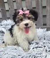Daisy, a female Morkie for sale in Rockford, IL – 2 of 8
