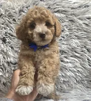 Bandit , a male Cavapoo for sale in Rockford, IL – 8 of 9