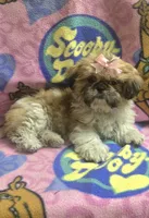Princess , a female Shih Tzu for sale in Rockford, IL – 4 of 8