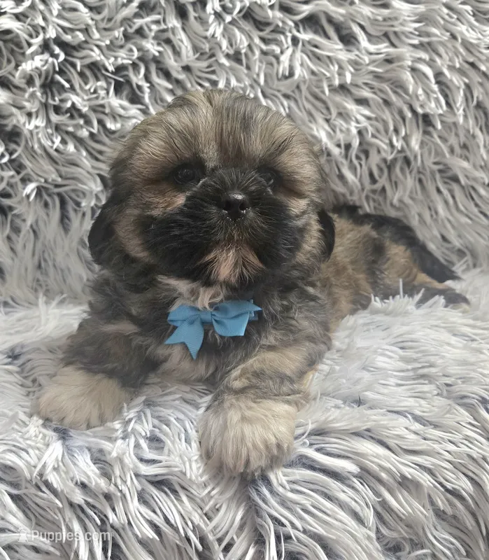 Rudy  – Shih Tzu puppy for sale in Rockford, IL