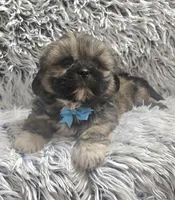 Rudy , a male Shih Tzu for sale in Rockford, IL – 5 of 10