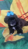 Shadow , a female Shihpoo for sale in Rockford, IL – 8 of 9