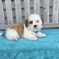 Franklin, a male Mal Shi for sale in Rockford, IL – 6 of 9