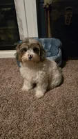 Freckles, a male Yorkipoo for sale in Rockford, IL – 7 of 7