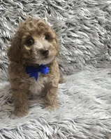 Bandit , a male Cavapoo for sale in Rockford, IL – 4 of 9