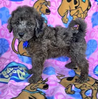 Bo jangles, a male Miniature Goldendoodle for sale in Rockford, IL – 9 of 10