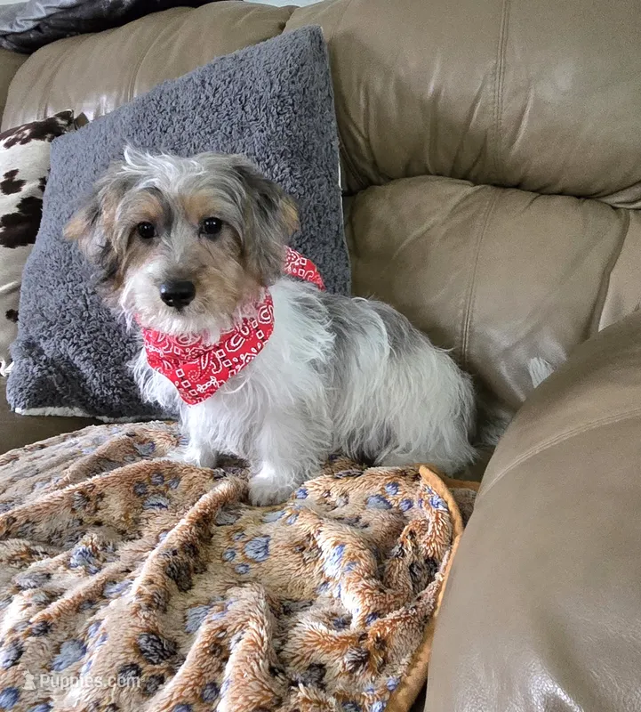 Max – Yorkipoo, Poodle - Toy  puppy for sale in Rockford, IL