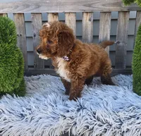 Sunny , a male Miniature Goldendoodle for sale in Rockford, IL – Photo 4 of 9