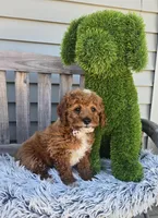 Sunny , a male Miniature Goldendoodle for sale in Rockford, IL – Photo 2 of 9