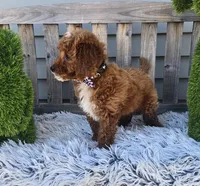 Sunny , a male Miniature Goldendoodle for sale in Rockford, IL – Photo 3 of 9