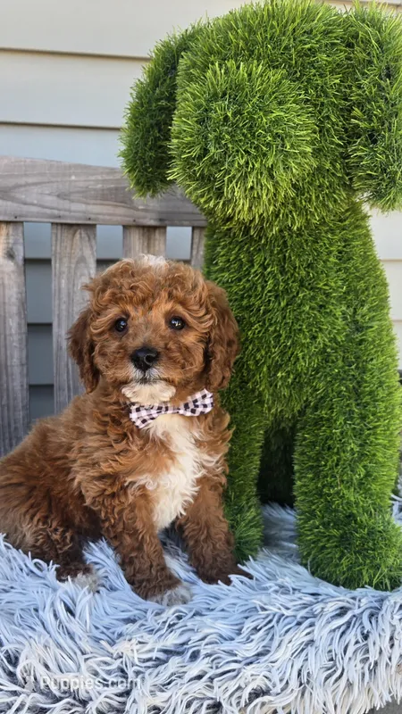 Sunny  – Miniature Goldendoodle puppy for sale in Rockford, IL