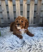 Sunny , a male Miniature Goldendoodle for sale in Rockford, IL – Photo 6 of 9