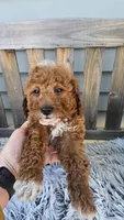 Sunny , a male Miniature Goldendoodle for sale in Rockford, IL – Photo 7 of 9