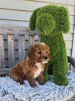 Sunny , a male Miniature Goldendoodle for sale in Rockford, IL – Photo 8 of 9