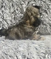 Rudy , a male Shih Tzu for sale in Rockford, IL – 3 of 10