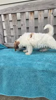 Rocky mini f1b, a male Miniature Goldendoodle for sale in Rockford, IL – 8 of 9