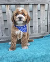 Christian f1b mini, a male Miniature Goldendoodle for sale in Rockford, IL – 3 of 8
