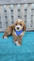 Christian f1b mini, a male Miniature Goldendoodle for sale in Rockford, IL – 6 of 8