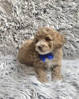 Bandit , a male Cavapoo for sale in Rockford, IL – 7 of 9