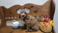 Violet mini f1b, a female Miniature Goldendoodle for sale in Rockford, IL – 6 of 9