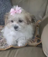 Lily, a female Mal Shi for sale in Rockford, IL – 3 of 9