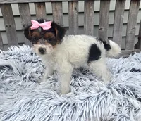 Sidney , a female Yorkipoo for sale in Rockford, IL – 3 of 8