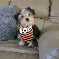 Parker, a male Yorkshire Terrier for sale in Rockford, IL – 4 of 10