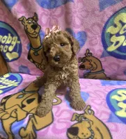Star mini micro mini, a female Miniature Goldendoodle for sale in Rockford, IL – 7 of 9