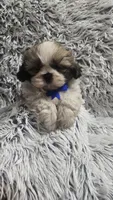 Romeo , a male Shih Tzu for sale in Rockford, IL – 2 of 9