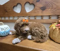 Pumpkin  f1b mini , a female Miniature Goldendoodle for sale in Rockford, IL – 8 of 8