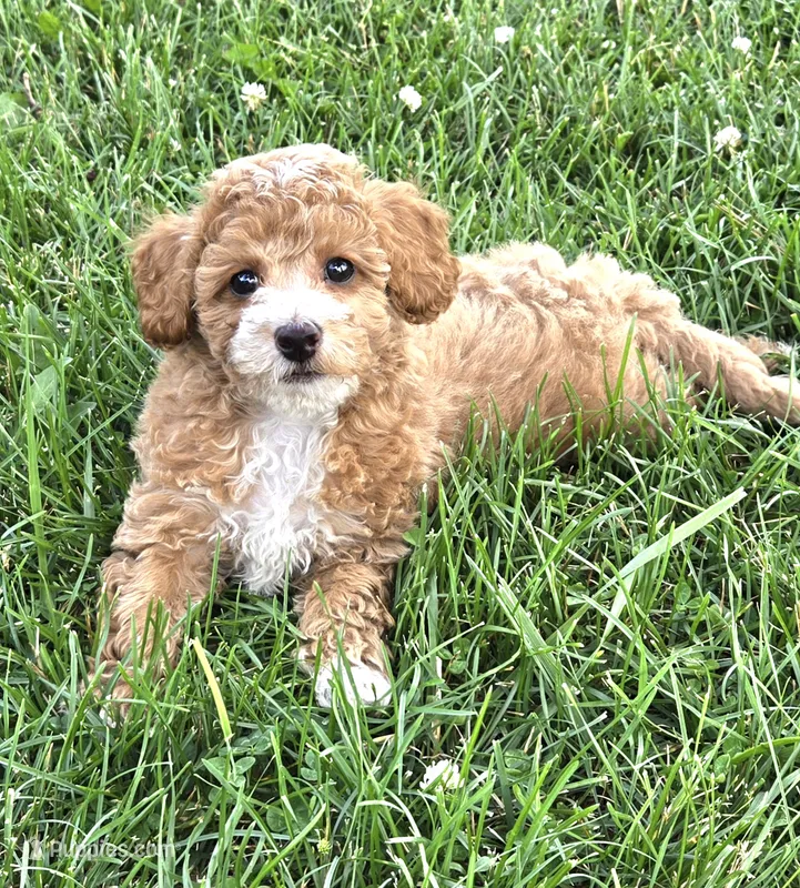 Bandit f1b – Cavapoo puppy for sale in Rockford, IL
