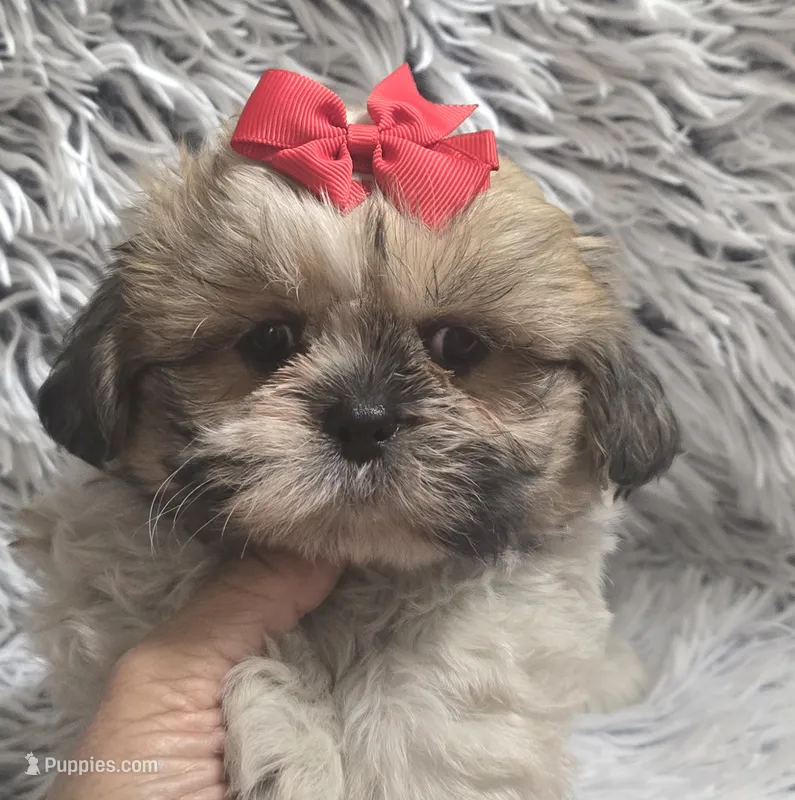 Rosie , a female Shih Tzu for sale in Rockford, IL – 1 of 9