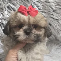 Rosie , a female Shih Tzu for sale in Rockford, IL – 1 of 9