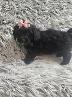 Molly f1b, a female Cavapom for sale in Rockford, IL – 8 of 10