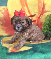 Autumn , a female Shihpoo for sale in Rockford, IL – 6 of 8