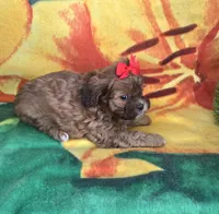 Autumn , a female Shihpoo for sale in Rockford, IL – 7 of 8
