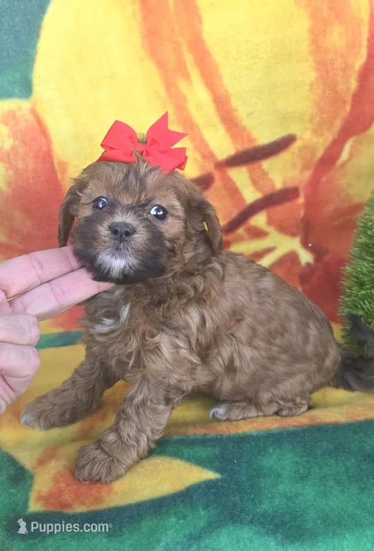Autumn  – Shihpoo puppy for sale in Rockford, IL