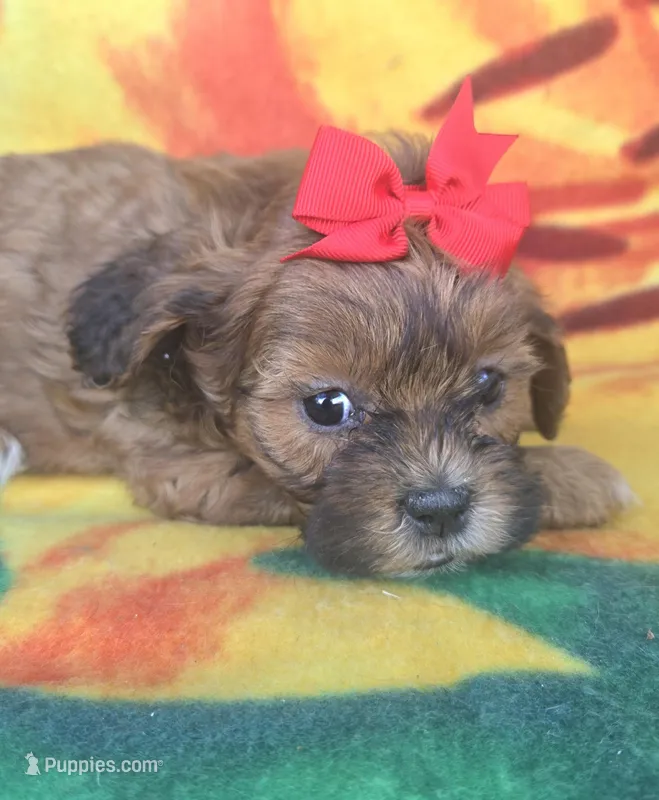 Autumn  – Shihpoo puppy for sale in Rockford, IL